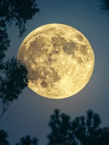 Tree Silhouettes Against a Full Moon Background Nature