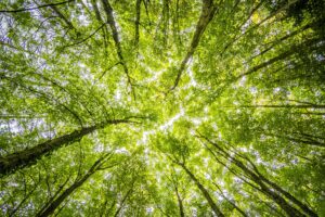 Looking up through the dense green canopy in a vibrant forest, showcasing nature's beauty.