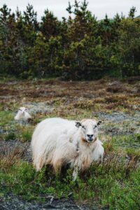 Peaceful sheep grazing in a lush pasture surrounded by dense trees in a rural setting.