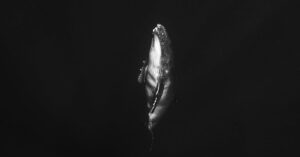 Captivating black and white photo of a solitary humpback whale in the ocean depths.