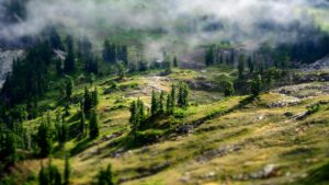 Breathtaking view of a foggy forest landscape in Concrete, Washington with lush greenery.