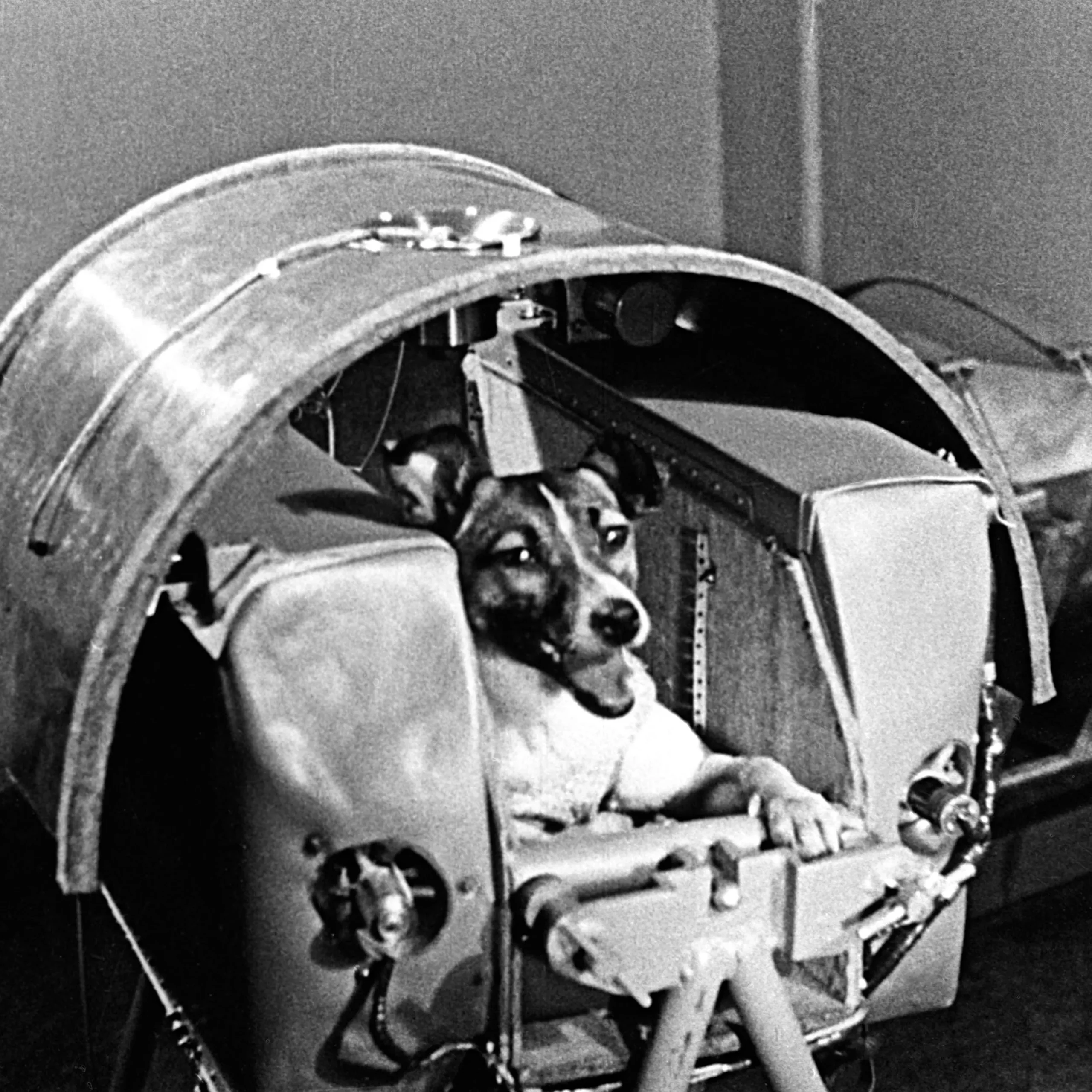 10 Animals That Have Been to Space